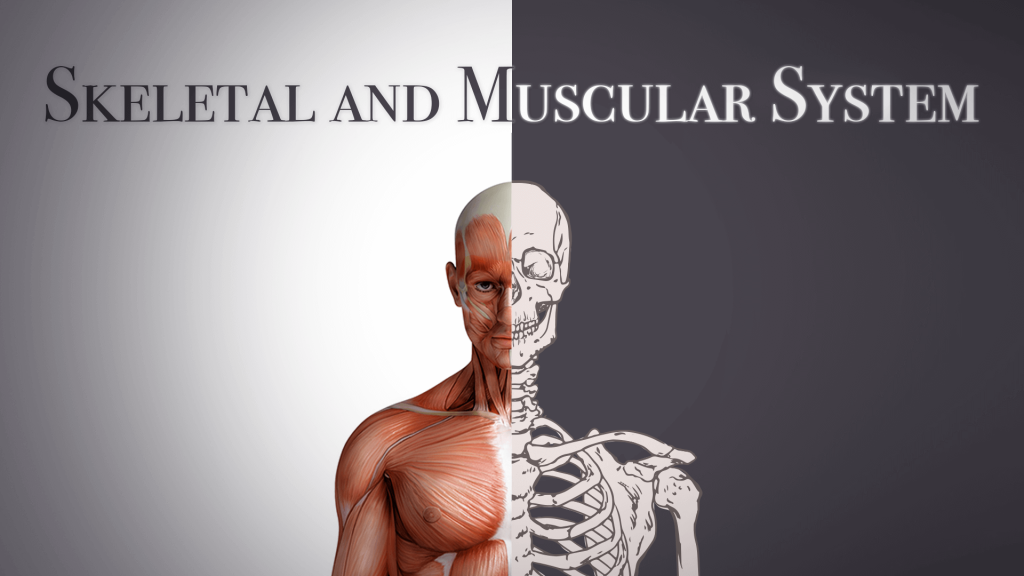 Skeletal and Muscular System