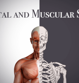 Skeletal and Muscular System
