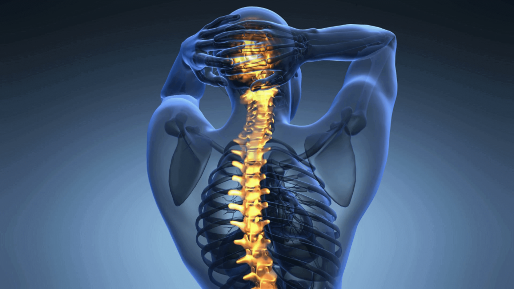 The Skull and Vertebral Column