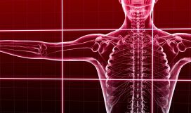 Basic Musculoskeletal Considerations in Occupational Anatomy and Physiology