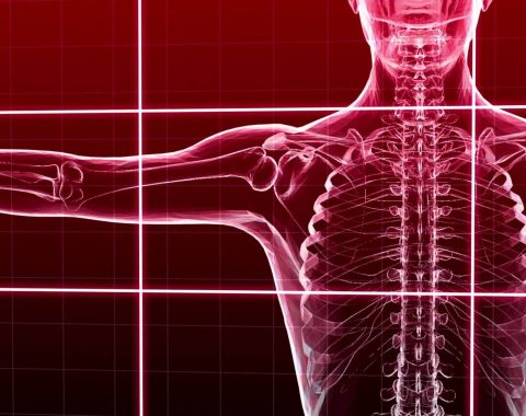 Basic Musculoskeletal Considerations in Occupational Anatomy and Physiology